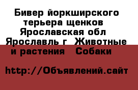 Бивер йоркширского терьера щенков - Ярославская обл., Ярославль г. Животные и растения » Собаки   